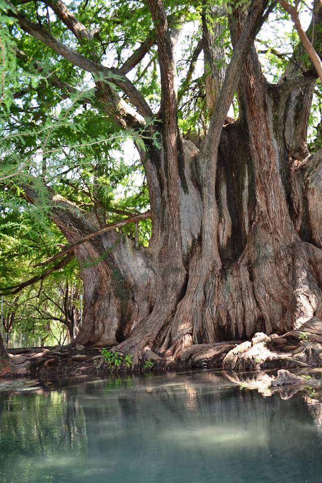 Denuncias públicas con sentido…  En riesgo árbol milenario de Conca, Arroyo Seco
