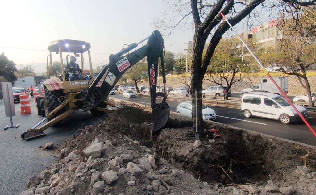 En capital queretana: Más de 200 árboles reemplazarán a los 21 que retiran por obras