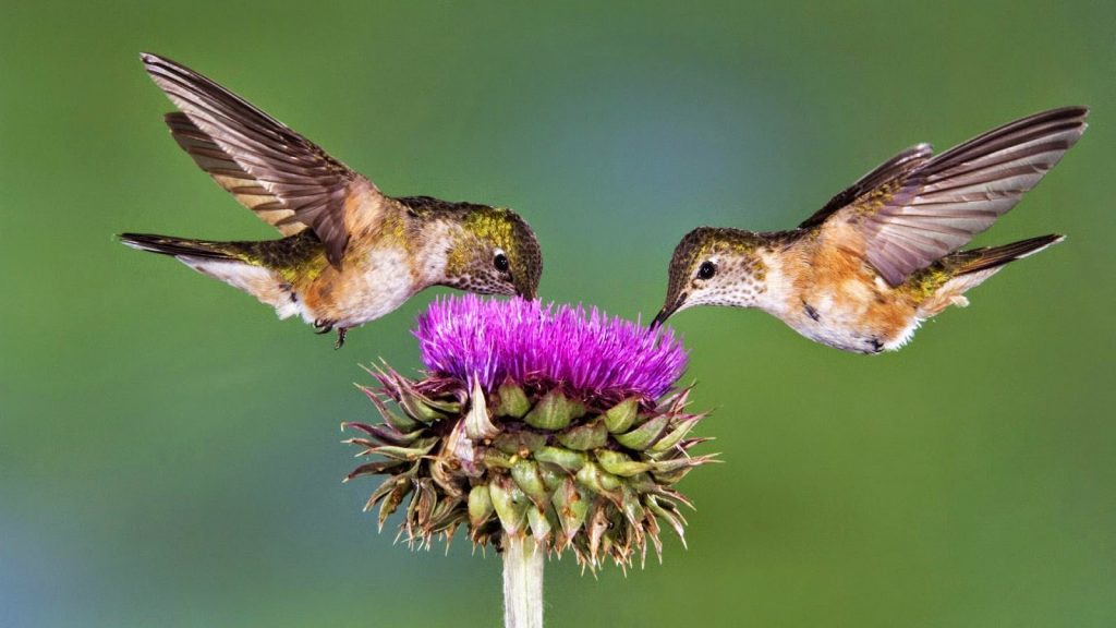 9 mensajes espirituales que los colibríes están tratando de mandarte –  