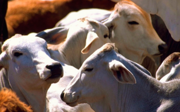Unión Ganadera de Querétaro: Impulsan la reproducción de ganado en San Joaquín