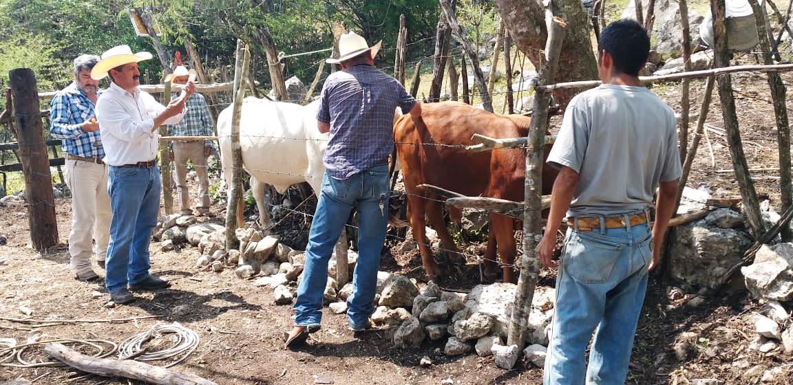 Intensifican vacunación: Ante la alerta de brotes de rabia paralitica de ganado en Landa de Matamoros