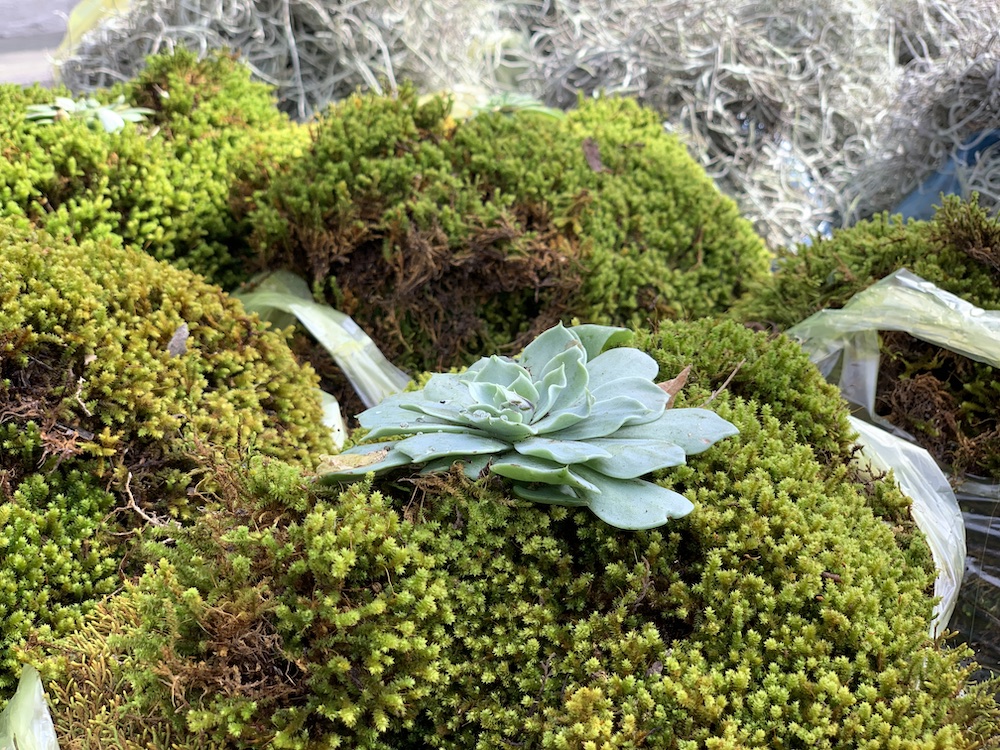 Alumnos UAQ: Promueven campaña de recolección musgo para replantarlo en la Sierra Gorda