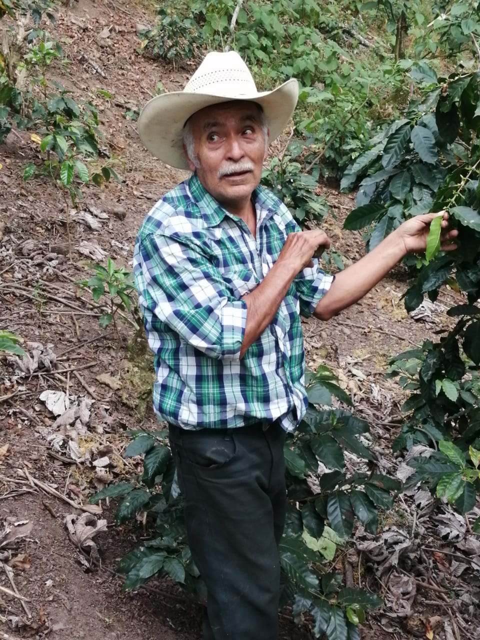 En la serranía queretana: Tres generaciones son testimonio de amor y entrega a la cafeticultura.