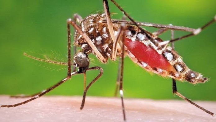 Aumentan: Casos de Dengue en la  Sierra Gorda de Querétaro
