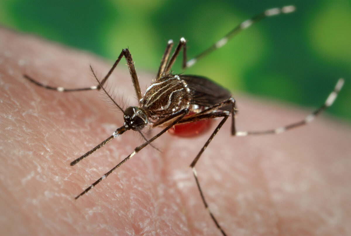 Registran: 51 casos de dengue en Querétaro.