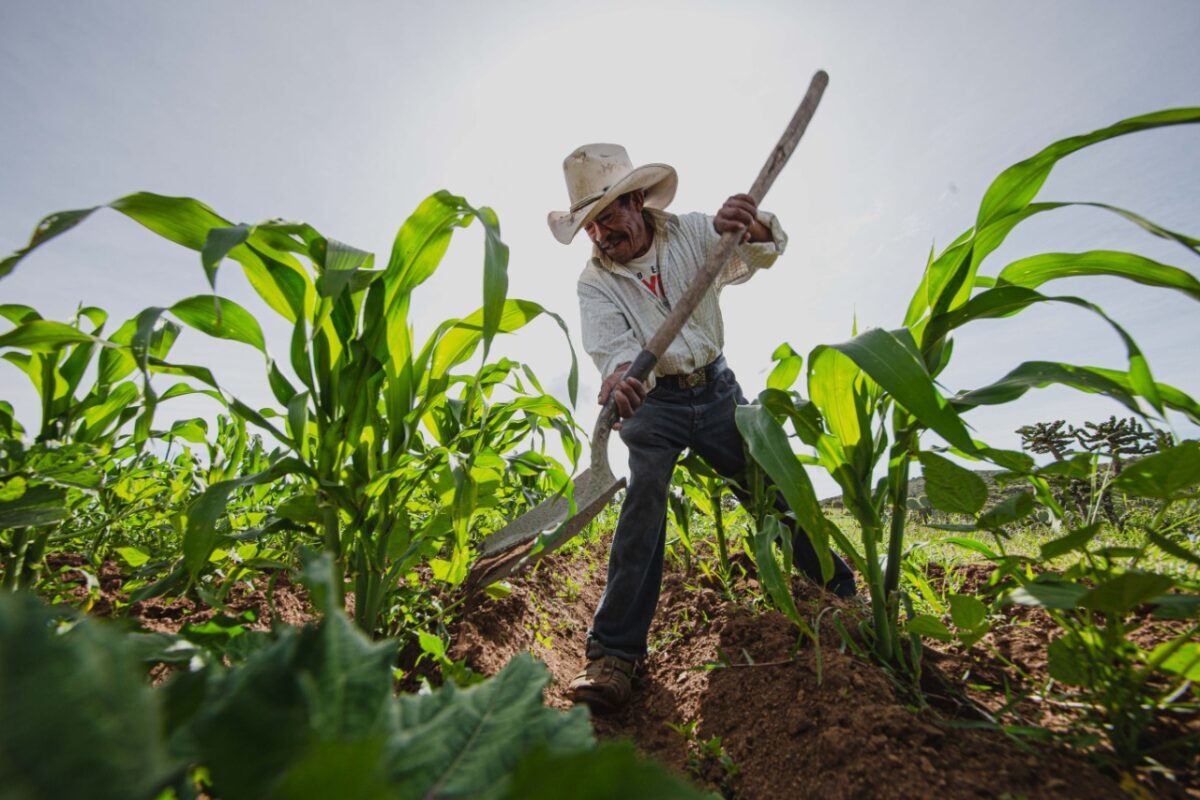 Levantan: Queretanos y Gobierno de México la producción agrícola del estado.