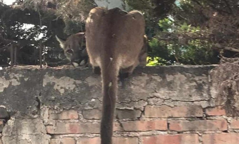 Observan: A un puma en San Juan del Río.