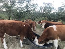 El principal reto: De la URGQ es exportar el ganado a otros países.